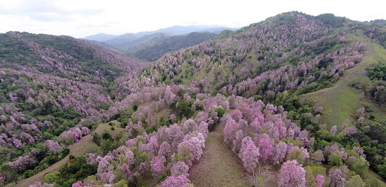 Cayey, Puerto Rico