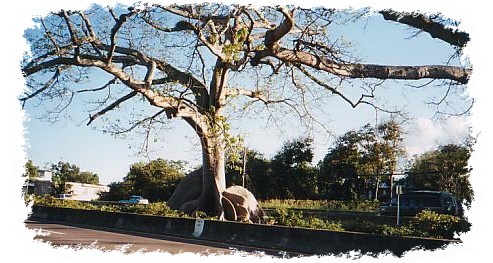 Ceiba Tree