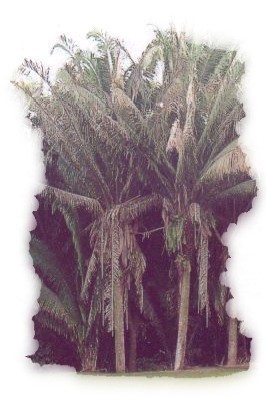 Corozo Palm Tree