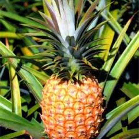 Cayenalisa Pineapple
