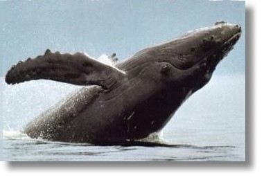 rincon humpback