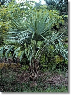 sabanagrande palma