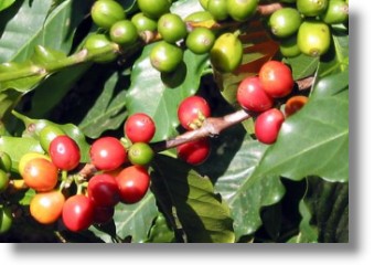 Cultivo del café en Yauco