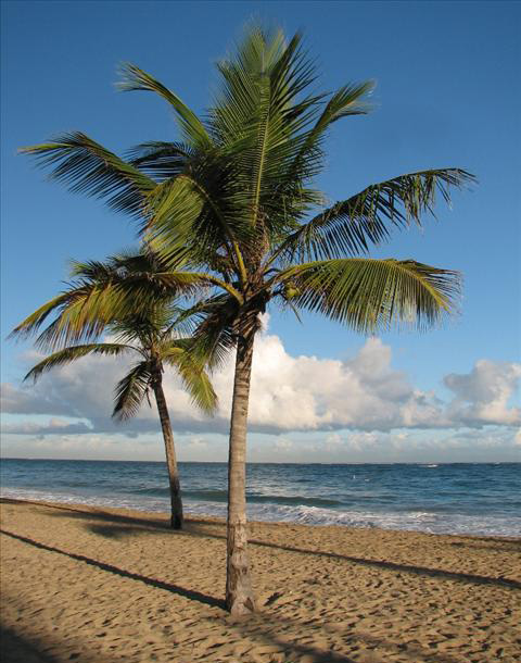 Ocean Park Beach