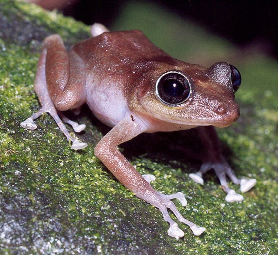 Coqui. Удивительная лягушка. Frog. Мексиканские лягушки их размер которые гудят. Виды квакш фото и названия.