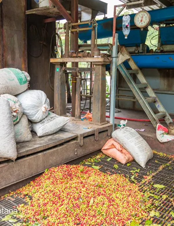 Coffee Plantations of Puerto Rico