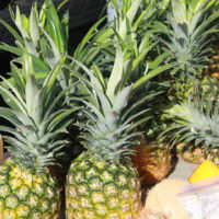 Festival of the Paradisiac Pineapple