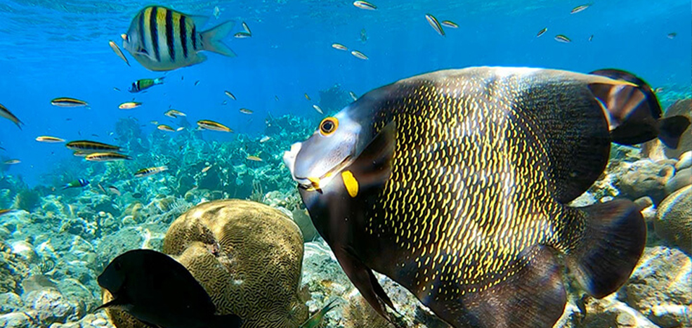Isla Caja de Muertos – Coffin Island Isla Caja de Muertos – Coffin Island