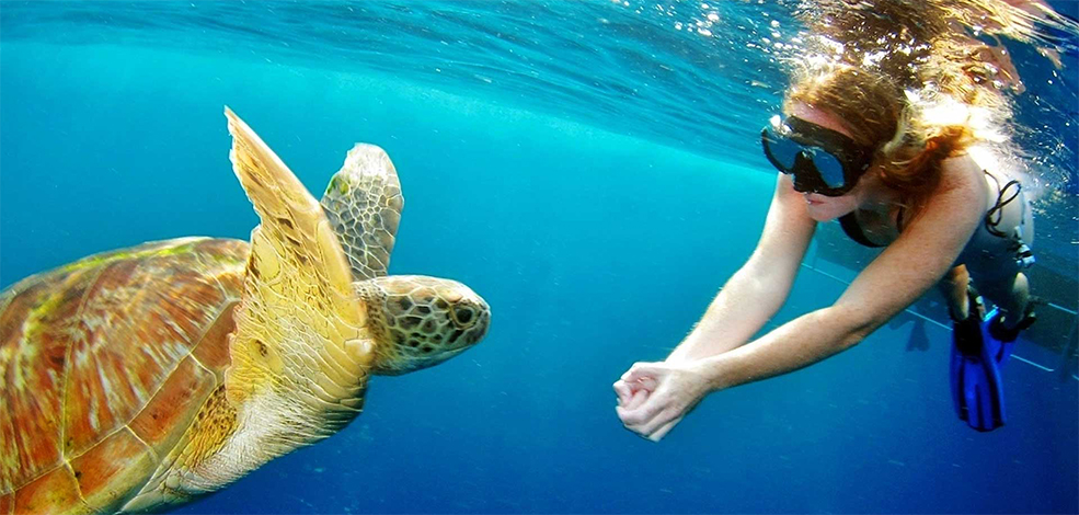 Vieques – Esnórquel y Buceo Vieques – Esnórquel y Buceo